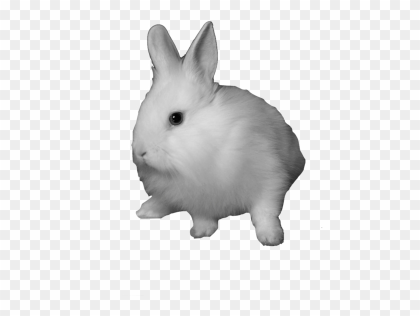 Domestic Rabbit Snowshoe Hare Clip Art - White Rabbit Transparent #1101365