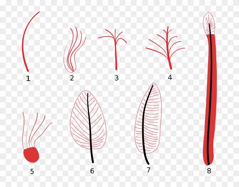 Feather Stages Diagram - Evolution Of Feathers #1102150