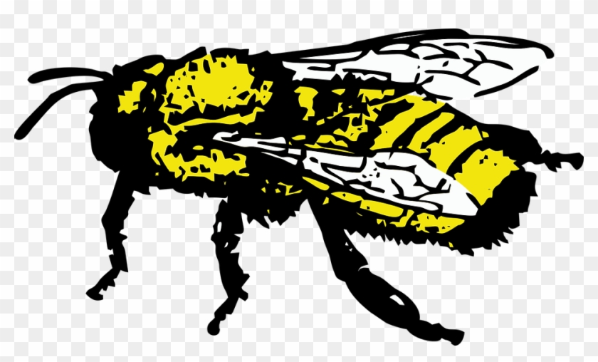 Honey Bee, Insect, Bee - Bee #187007