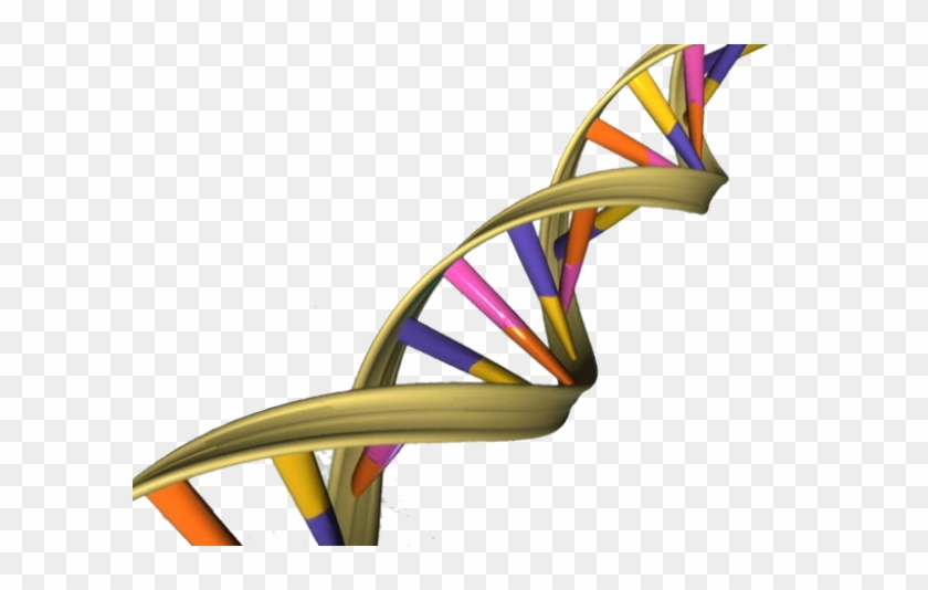 Cancer Causing Virus Htlv 1 Changes Dna Loops To 'affect - Dna Double Helix #187952