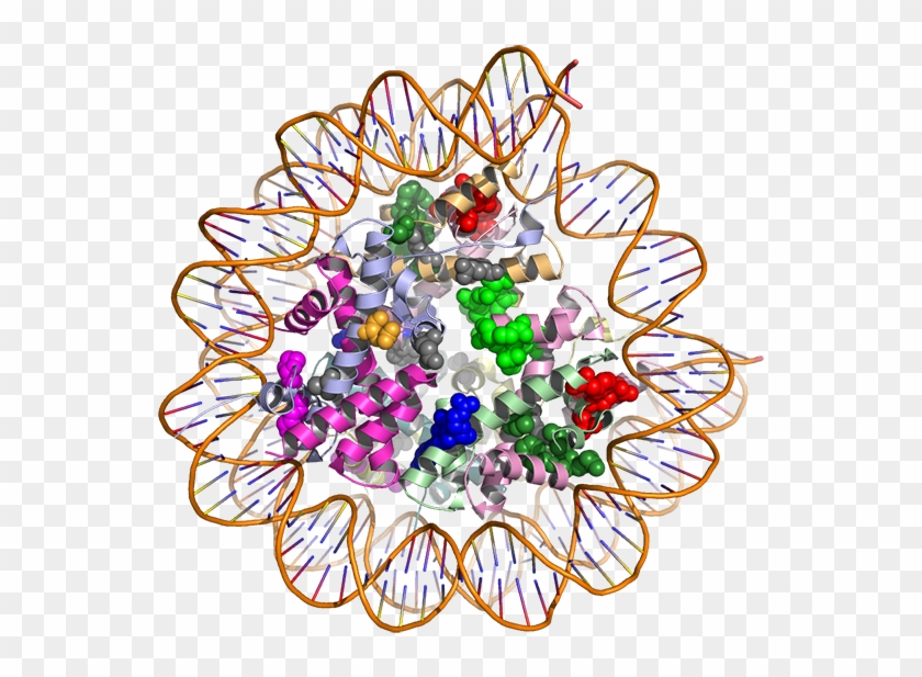 The Hotspot3d Computational Tool Models How Gene Mutations - 3d Protein Structure #187965