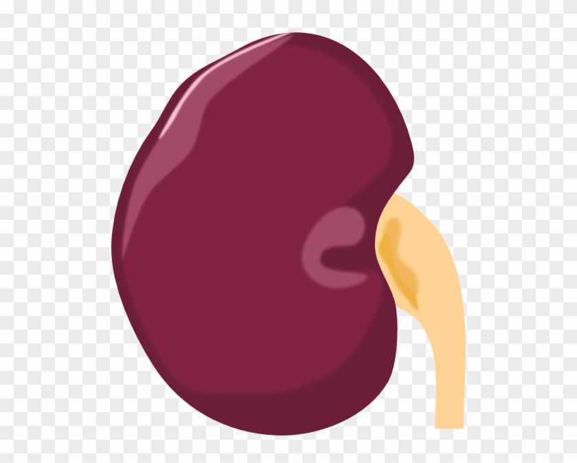 Kidney Clipart - Animated - Kidney Clipart Transparent Background #188302