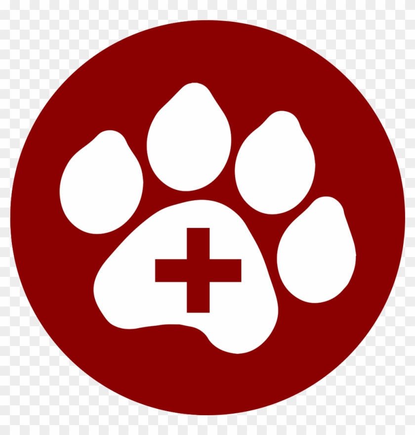 Caring For A Sick Or Injured Pet Involves Many Aspects - Humane Society Of Pasco County #1102924