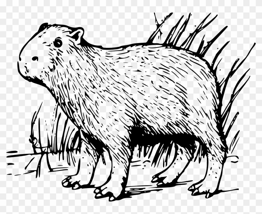 Medium Image - Capybara Coloring Pages #1103238