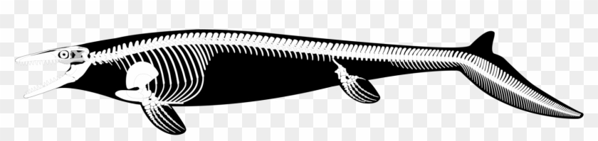 View Deviation - Mosasaurus Skeletal #1103310
