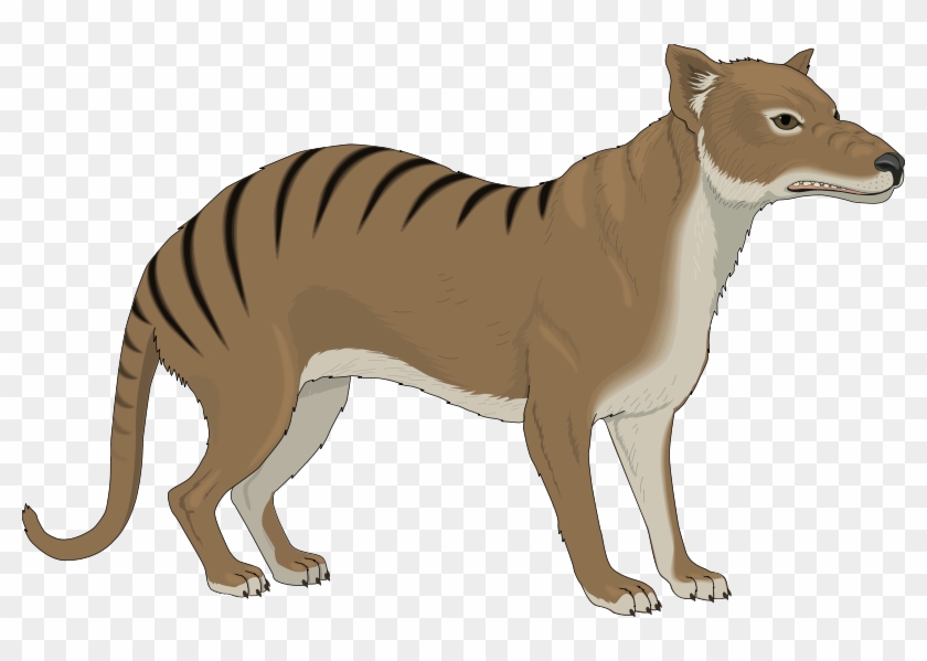 Animal 12 Free Vector - Tasmanian Tiger Clipart #1104755