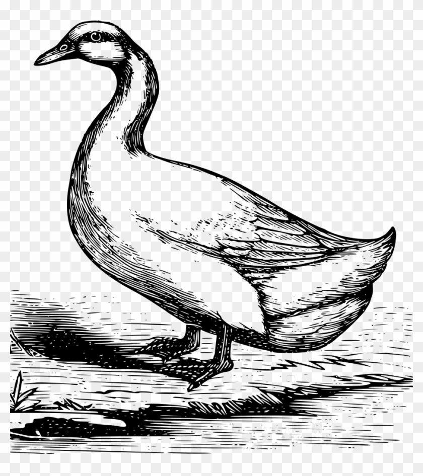 Pekin Duck - American Pekin #1105118