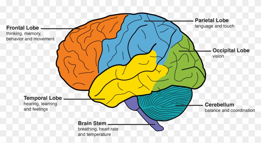 Dementia Amp The Brain Memory And Aging Center - Memory Part Of Brain #1105505