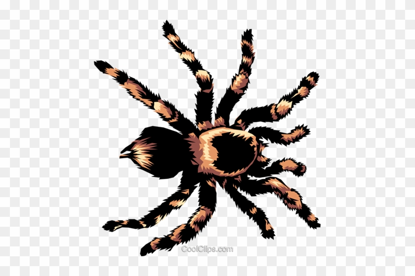 Tarantula Clipart - Tarantula Clipart #1106630