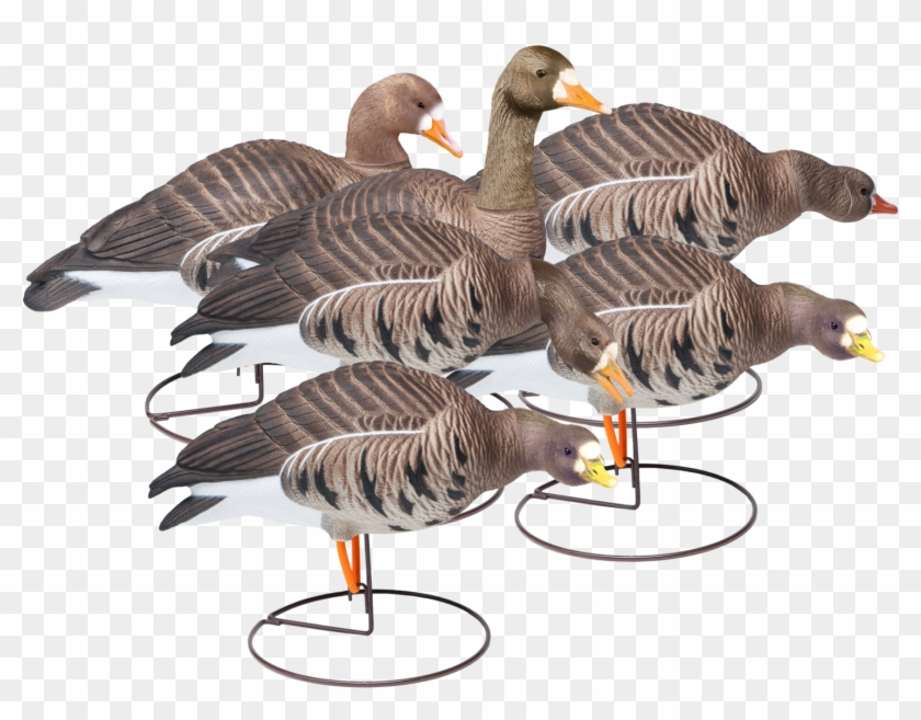 Field Speckle Bellies Six Pack Of Goose Hunting Decoy - Goose #1107054