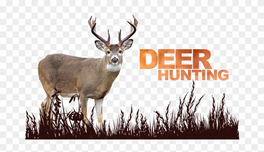 Deer Hunting Outfitter Pic Source - White-tailed Deer #1107055