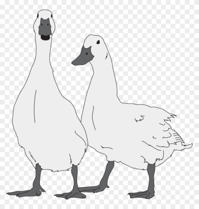 Goose Animal Clip Art Public Domain Free Image Cc Pair - Duck #1107321