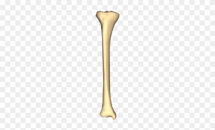 File - Right Tibia - Close Up - Anterior View - Right Tibia #1107336