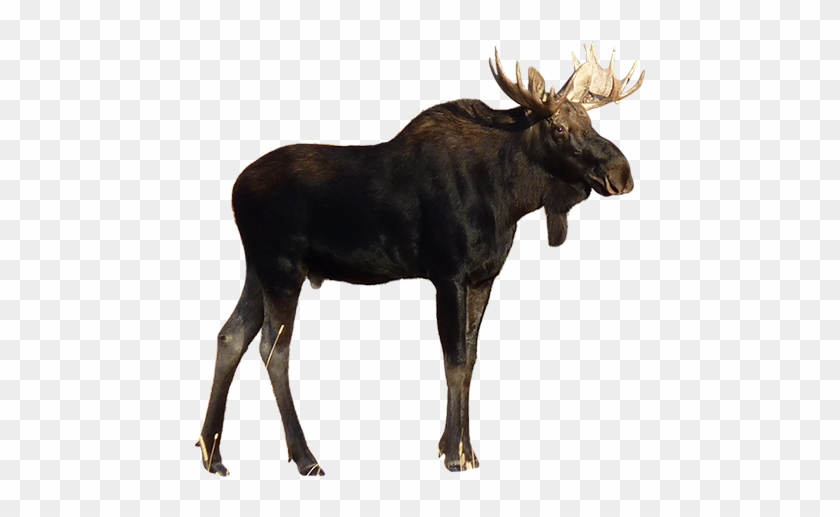A Calm, Majestic Moose Has Come Down From The Mountains - Bafelo #1107685