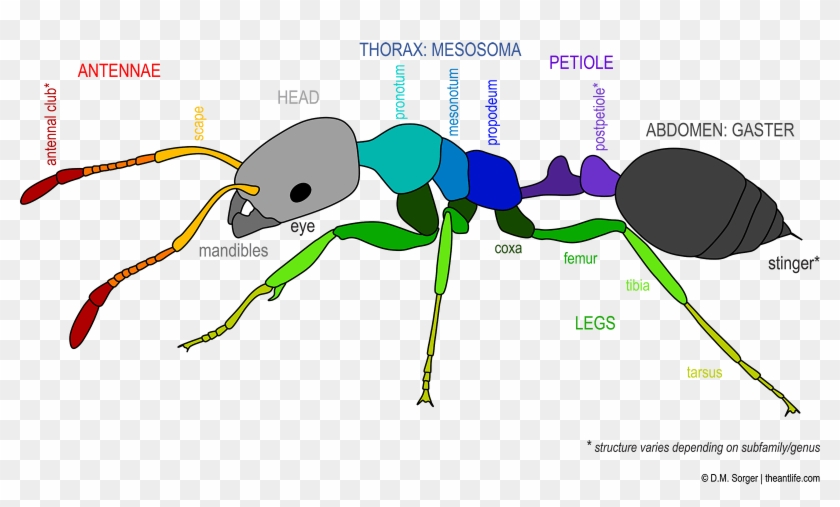 Ant Parts Outline06 Colors02 Lowres - Ant #1109296
