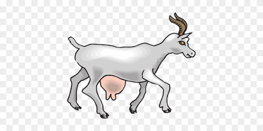 View, Goat, Side, Walking, Animal - Animals Give Us Milk #1109462