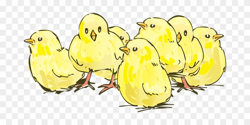 ลูกไก่, สัตว์, ฟาร์ม - Animasi Anak Ayam Bergerak #1110298