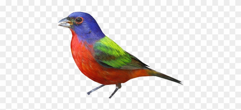 Bunting Png - Painted Bunting #1110813