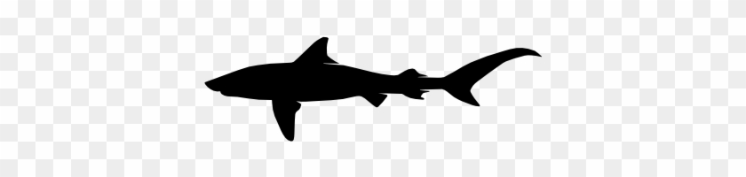 Tiger Shark - Shark #1110840