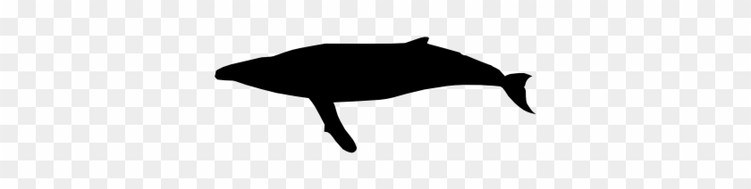 Humpback Whale - Humpback Whale #1110850