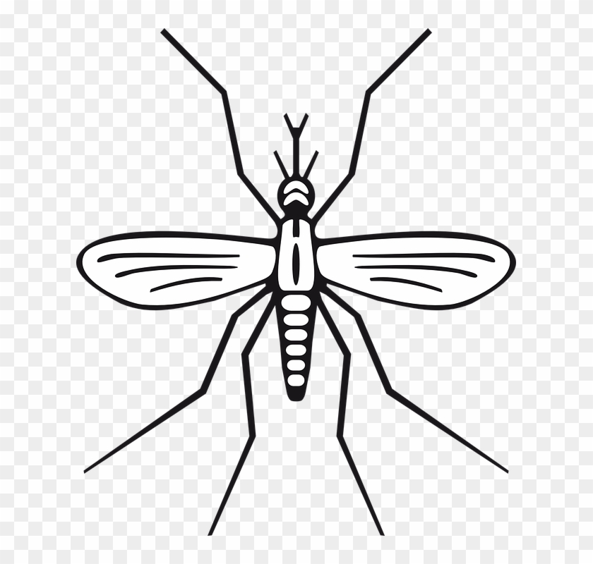 Mosquito Images  Free Photos PNG Stickers Wallpapers  Backgrounds   rawpixel