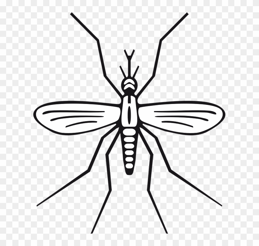 Insect, Malaria, Mosquito, Pest, Animal - Mosquito Drawing #1111169