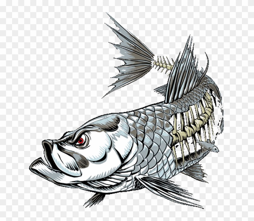 Tarpon - Tarpon Skeleton #1113774