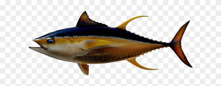 Panama Tuna Fishing Season - 37 Inch Needle Fish #1113778