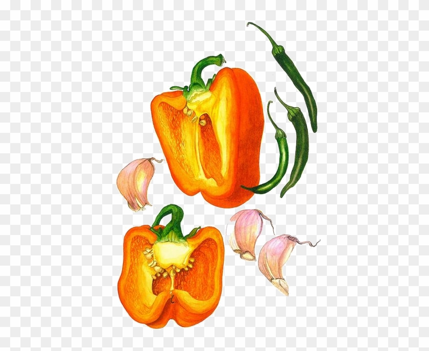 Frutas E Legumes - Bell Pepper Botanical Illustration #1114769