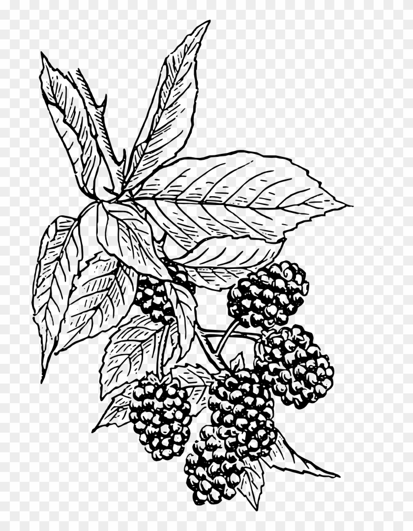 Onlinelabels Clip Art - Blackberry Drawing #1115495