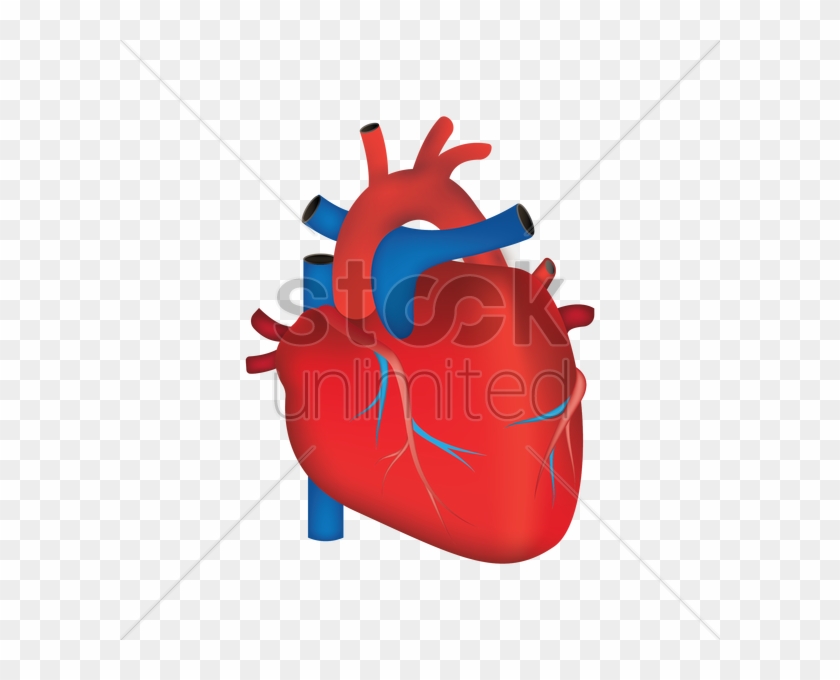 Organs Clipart Transparent - Vector Graphics #1115699