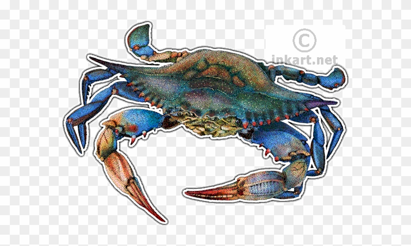 maryland crab clipart