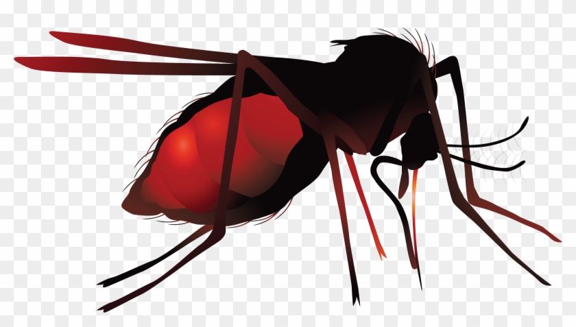 Mosquito Net Zika Virus Hematophagy - Mosquito Png #1116530