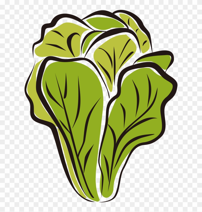 Lettuce Head Clip Art #1116664