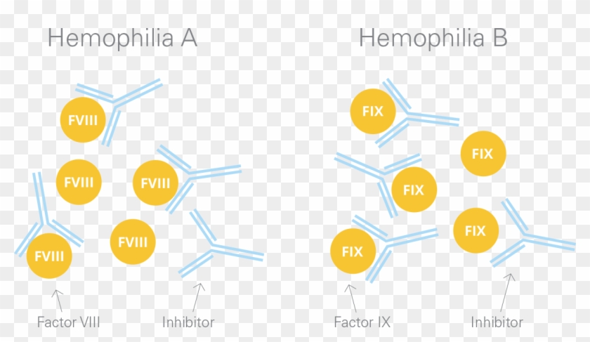 People With Hemophilia A Or B Can Develop Inhibitors, - Diagram #1116804
