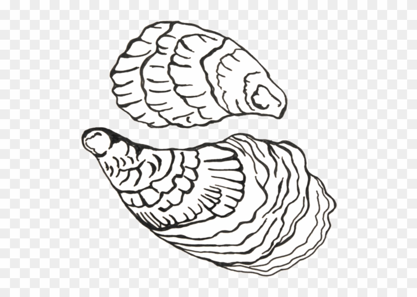 Oyster - Line Art #1117788