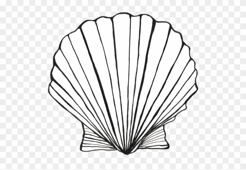 Bay Scallop - Sea Shell Template #1117806