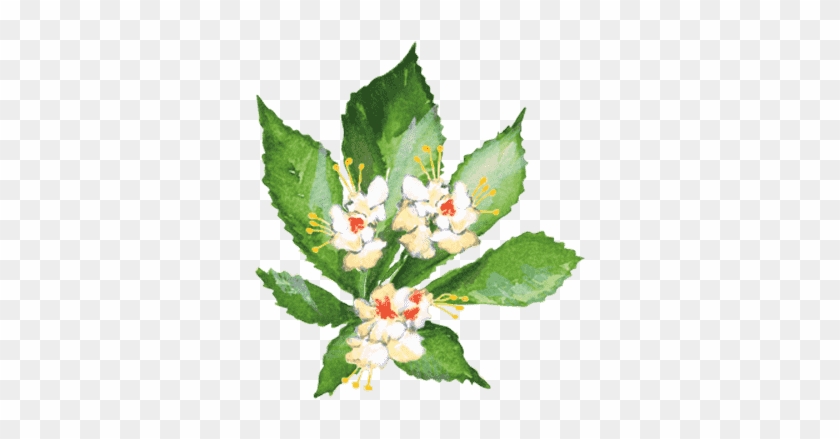 Horse Chestnut - Evergreen Rose #1117928