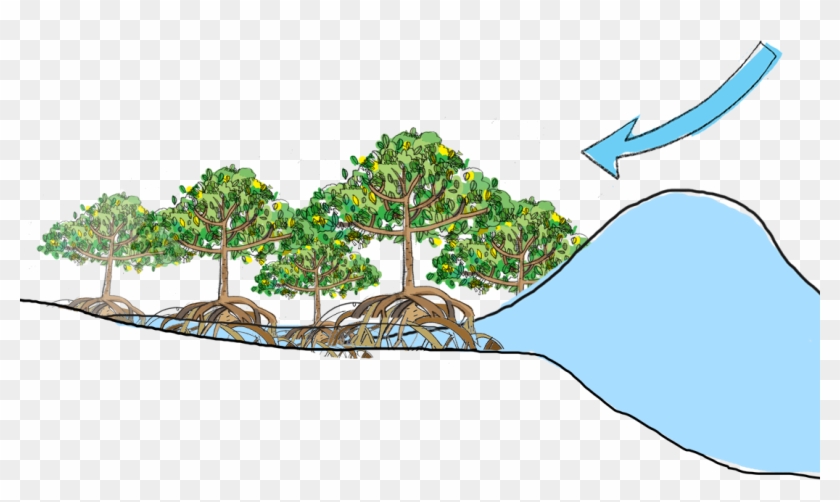 Mangrove Clipart Forest Ecosystem - Mangroves Protect The Coast #1118208
