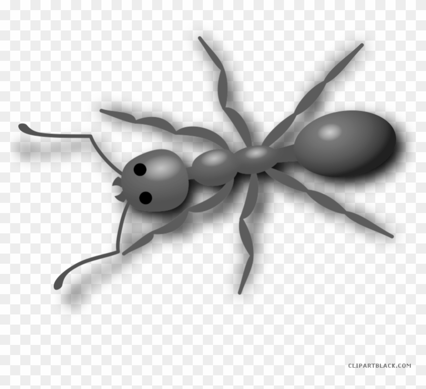 Ant Animal Free Black White Clipart Images Clipartblack - Ant Clip Art #1119420