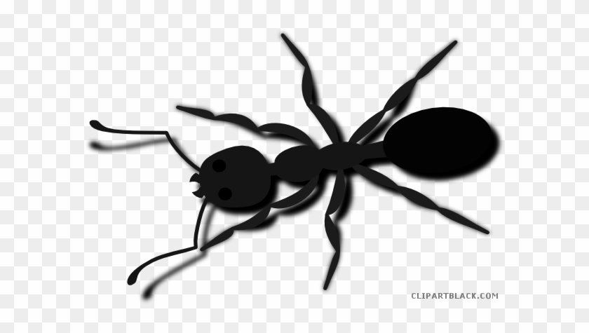 Ant Animal Free Black White Clipart Images Clipartblack - Ant Clip Art #1119429