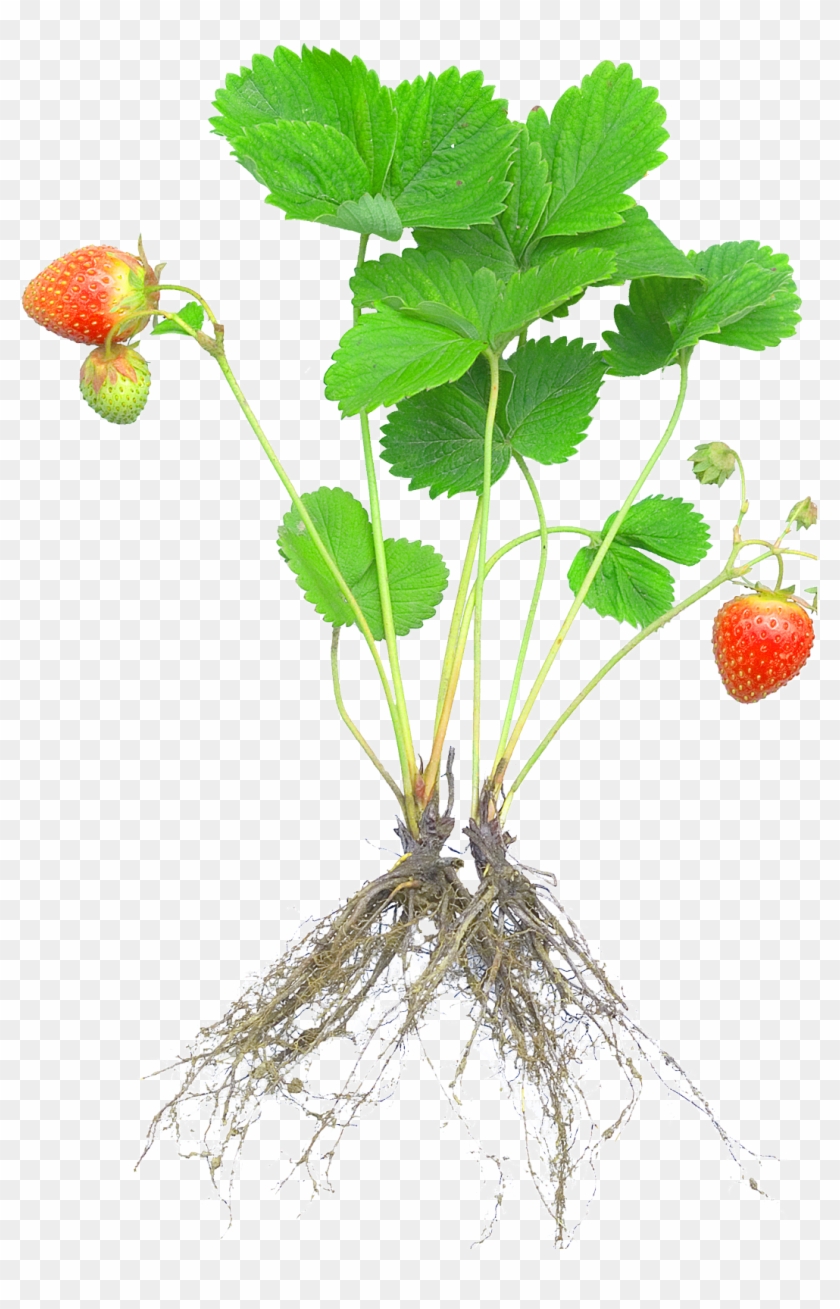 Strawberry Plant Rosaceae Fruit Cultivar - Strawberry Plant With Roots #1119694