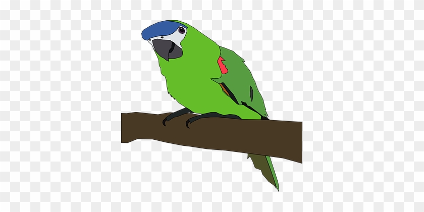 Parrot Bird Nature Wing Green Tropical Col - Parrot Clipart Png #1119956