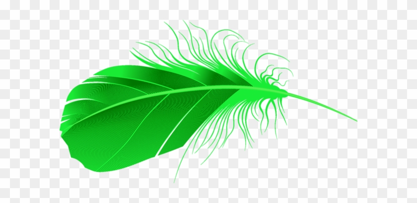 Feathers - Feather Vector #1120202