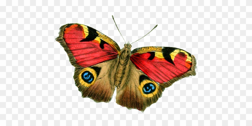 Бабочка, Яркий, Сбор Винограда, Рисунок - Butterfly Vintage Png #1120297