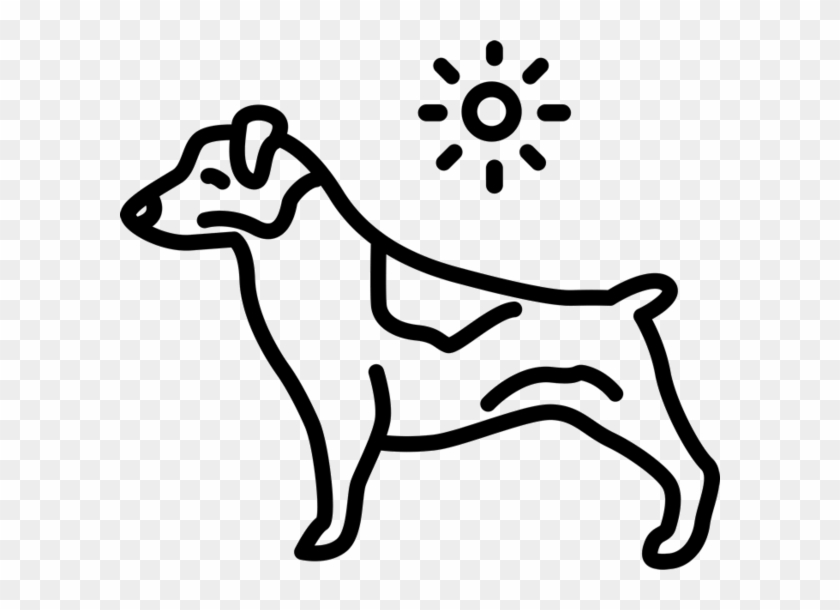 Jack Russell Terrier - Terrier #1120431