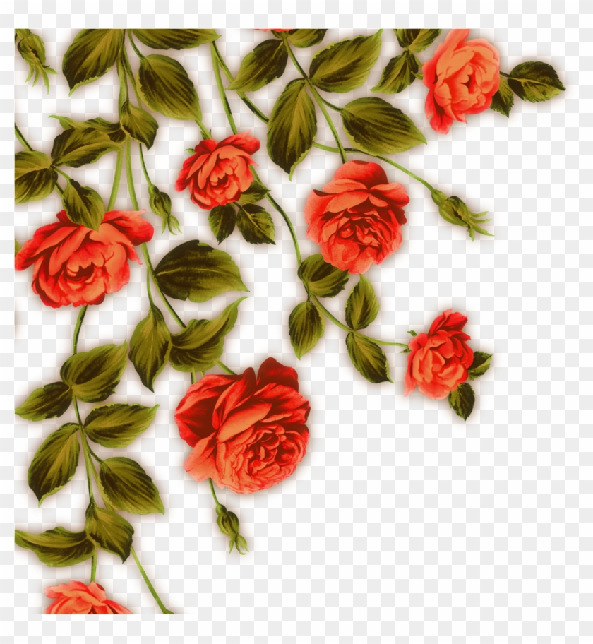 Garden Roses Beach Rose Flower Red - Flor Vermelha Png #1120440