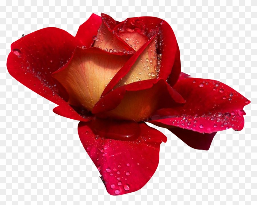 Buenos Días Feliz Martes #1120441
