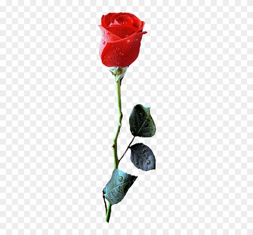 Imágenes Para Photoscape, Photoshop Y Gimp De Flores - Red Rose #1120448