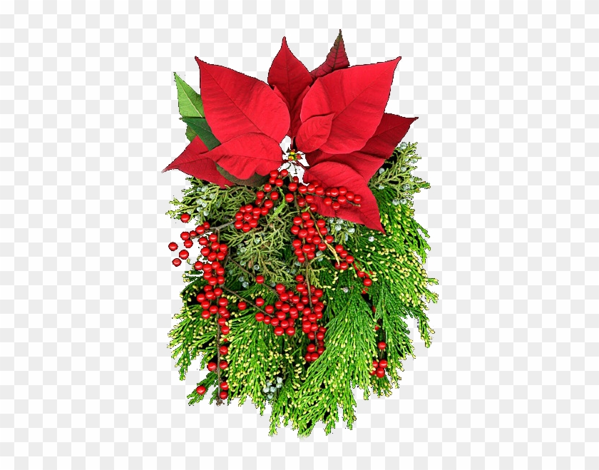 Flores Nochebuenas Navideñas Flores De Navidad Poinsettias - Flor De Navidad Png - Free Transparent PNG Clipart Images Download Flores Nochebuenas Navideñas Flores De Navidad Poinsettias - Flor De Navidad Png - Free Transparent PNG Clipart Images Download